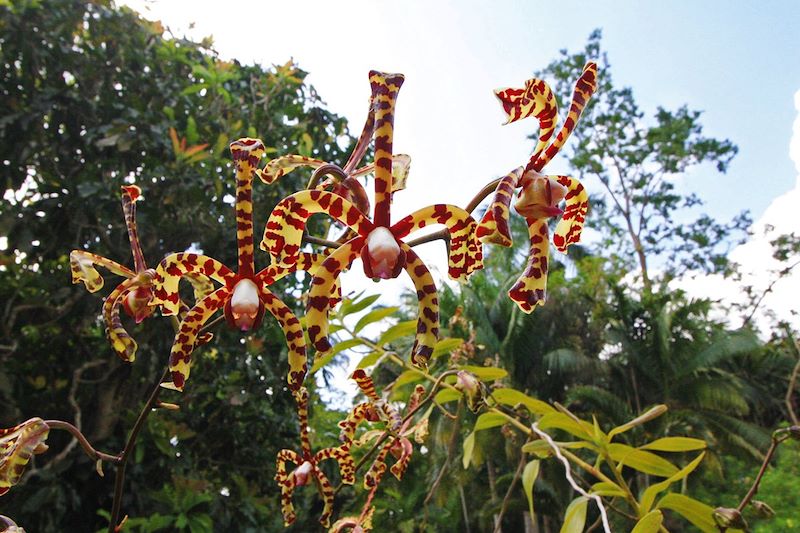 Ferme aux orchidées de Soroa - Cuba