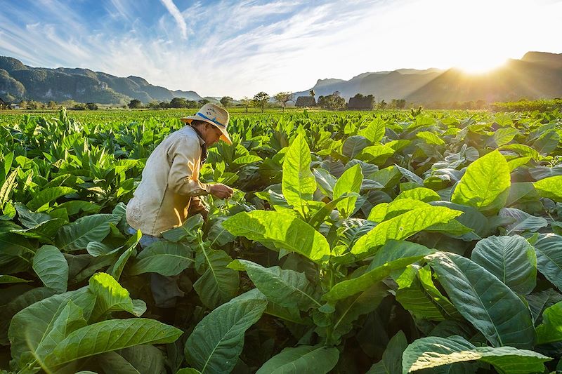 Récolte du tabac à Vinales - Cuba