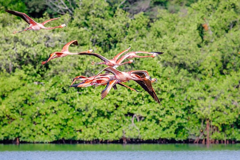 Flamants roses dans la Laguna Guanaroca - Cuba