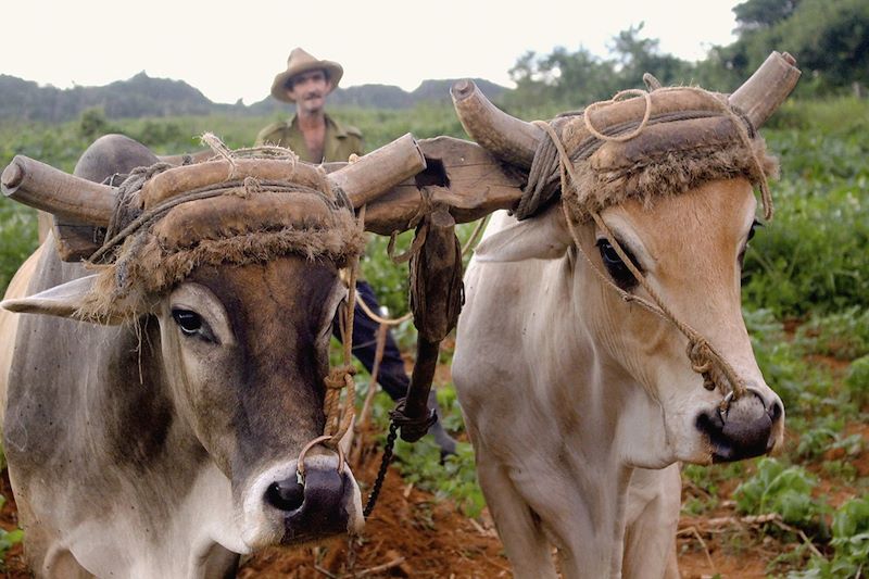 Agriculteur dans la vallée de Vinales - Cuba