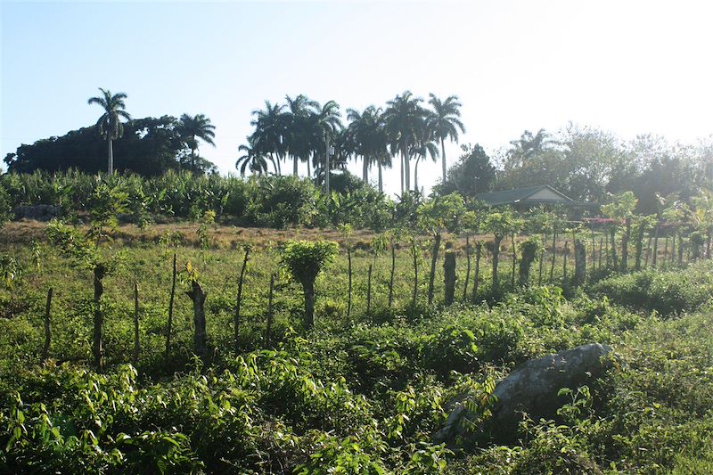 Arrivée pour Los Alamos, dans la réserve naturelle de Jobo Rosado - Cuba