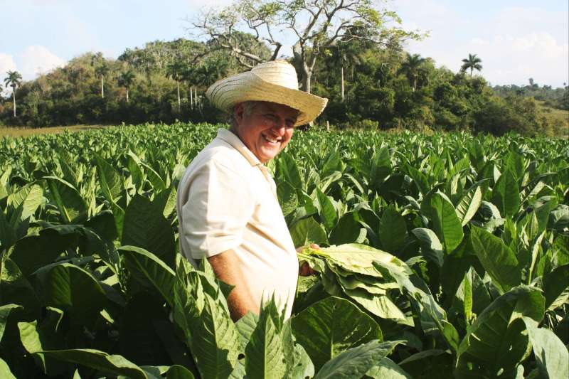 Récolte des feuilles de tabac dans la Vallée de Viñales - Cuba