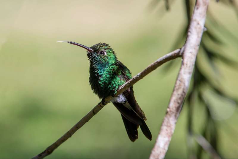 Voyage ornithologique à Cuba : observation de l'avifaune à Topes de Collantes, Guanahacabibes, Viñales et Cienaga de Zapata