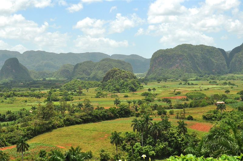 Champ de tabac - Vinales - Pinar del Rio - Cuba