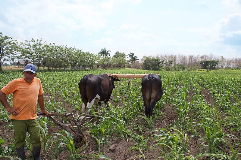 Agriculteur dans la communauté de La Picadora - Province de Sancti Spiritus - Cuba