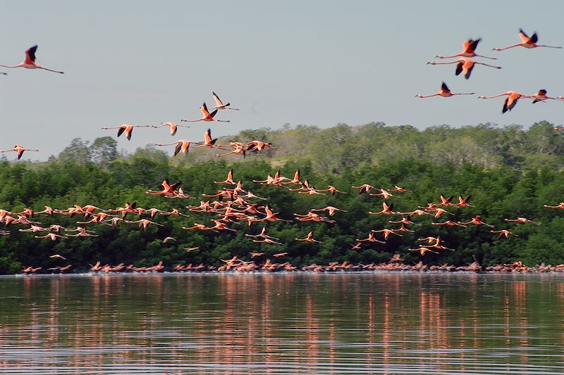 Flamants roses à Guanaroca - Cuba