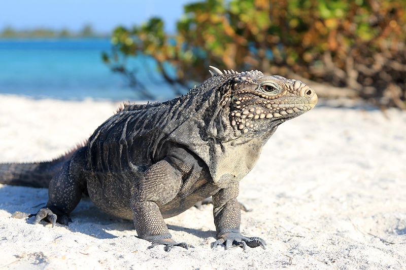 Iguane à Cayo Largo - Cuba