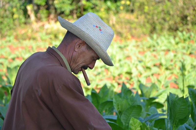 Champ de tabac - Vinales - Cuba