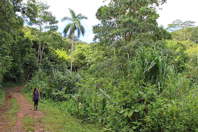 Parc National Topes de Collantes - Cuba