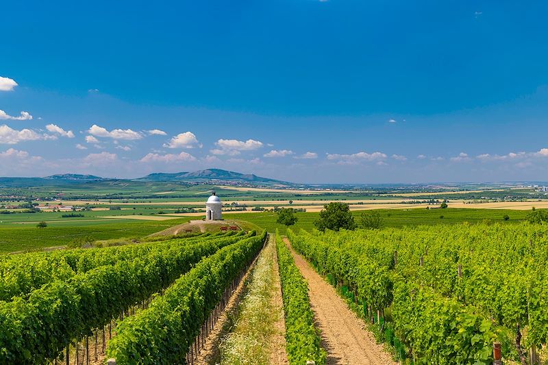 Paysage de Moravie-du-Sud près de Velke Bilovice - Tchéquie