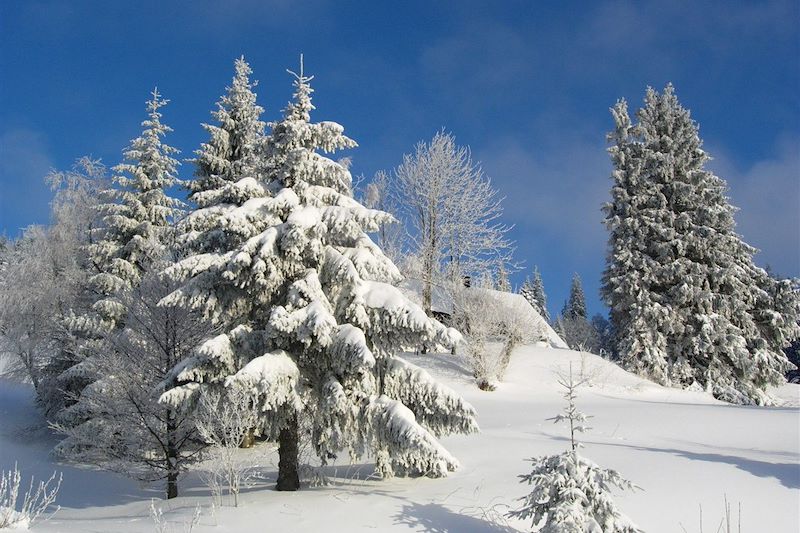 Quelle est la couleur de la Forêt Noire ?