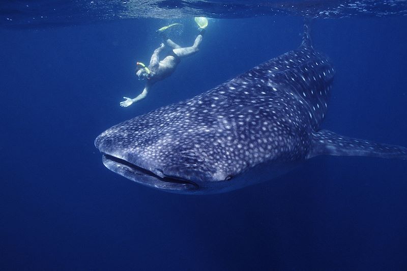 Requin-baleine et plongeur - Arta Plage - Golfe de Tadjourah - Djibouti