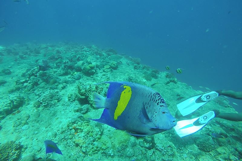 Plongée à Djibouti