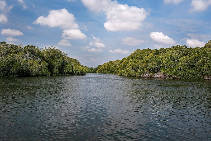 Mangroves de Godoria - Djibouti