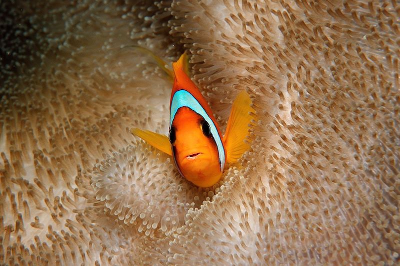 Poisson clown à 2 bandes et anémone de mer - Golfe de Tadjourah - Djibouti