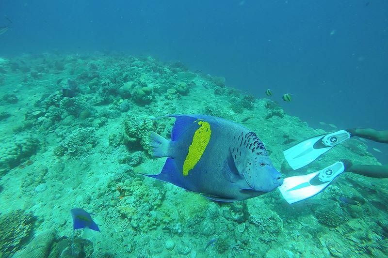 Plongée à Djibouti