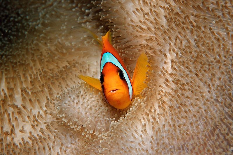 Poisson clown à 2 bandes et anémone de mer - Golfe de Tadjourah - Djibouti