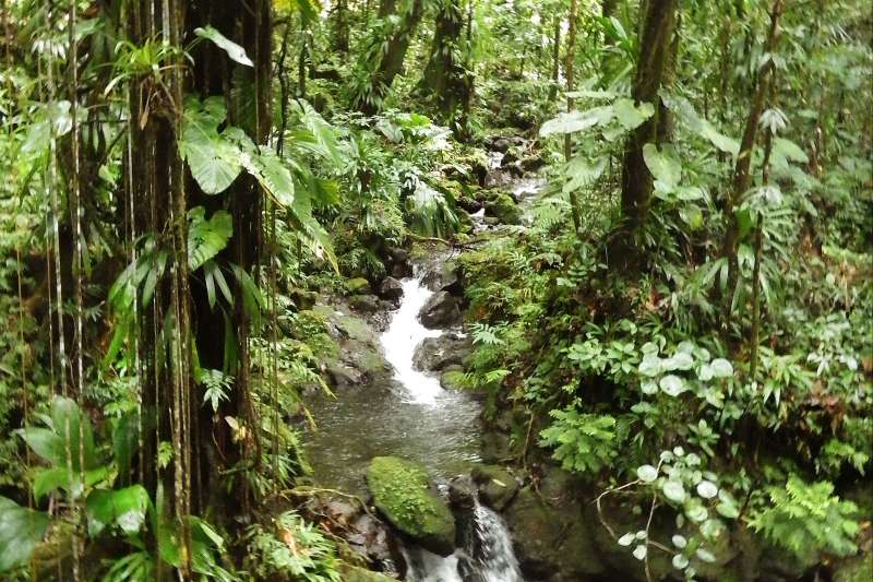 Forêt primaire dans le parc national de Morne Trois Pitons - La Dominique
