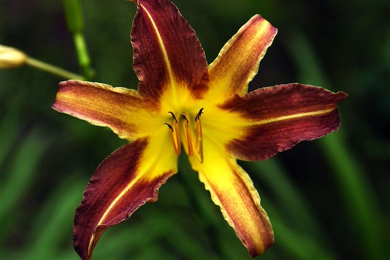 Fleur tropicale - République Dominicaine