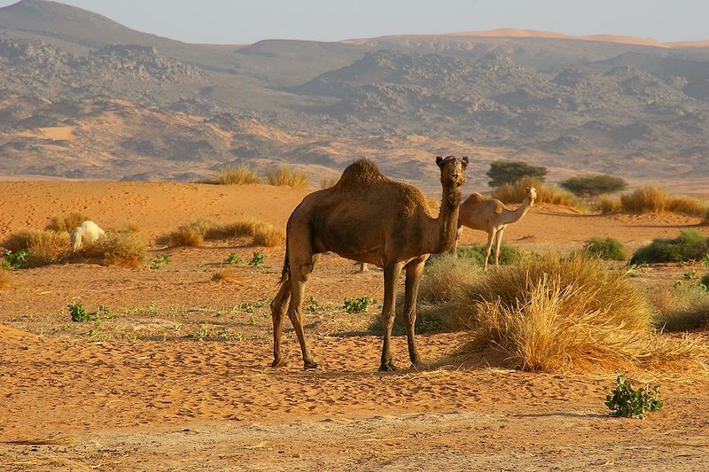 Deux dromadaires au nord de Tamanrasset - Hoggar - Algérie