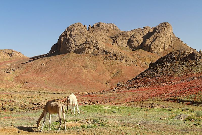 Au volant d'Alger à Tamanrasset