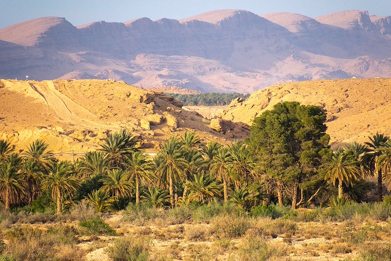 Oasis de Biskra - Wilaya de Biskra - Algérie