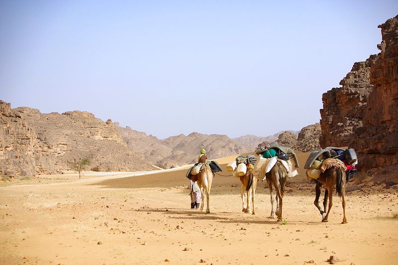 Chameliers - Tadat Neidi - Pré-Tassili n'Ajjer - Algérie