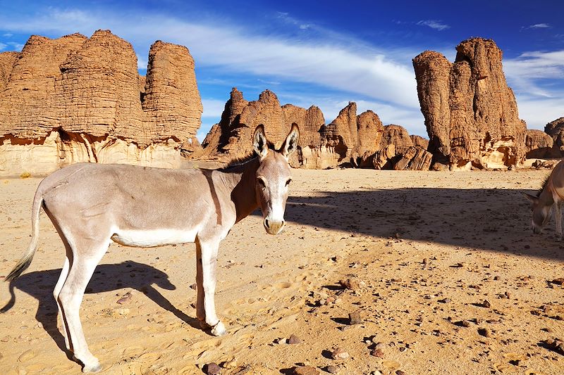 Tamrit - Plateau du Tassili n'Ajjer - Algérie