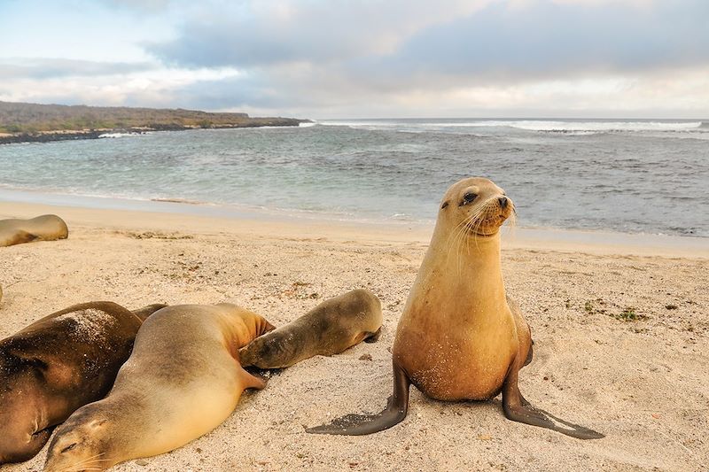 Otaries sur la plage de la Loberia - Île de San Cristobal - Îles Galápagos - Équateur