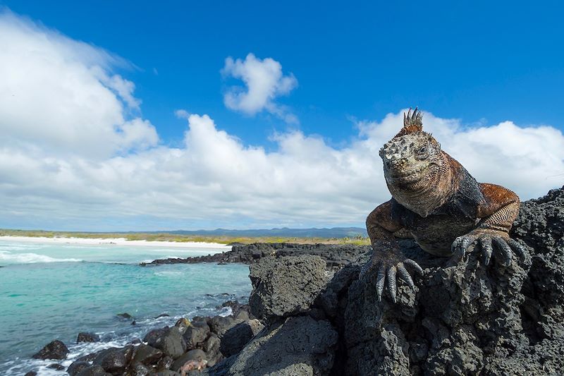 Iguane marin des Galapagos - Equateur