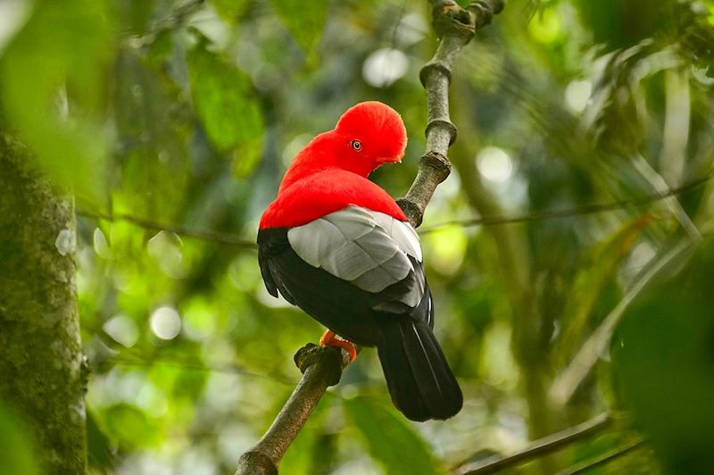 Oiseau Coq-de-roche