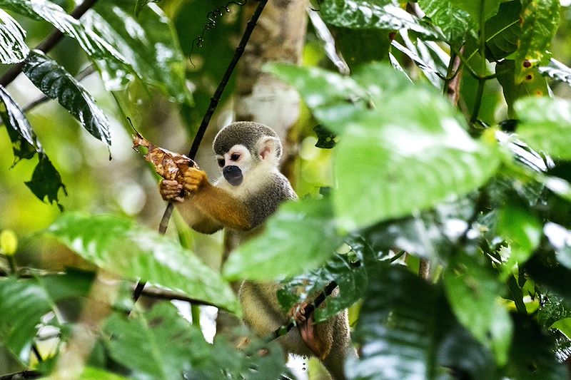 Saïmiri commun dans le Parc national Yasuni - Équateur