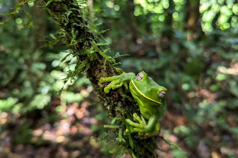 Forêt amazonienne - Équateur