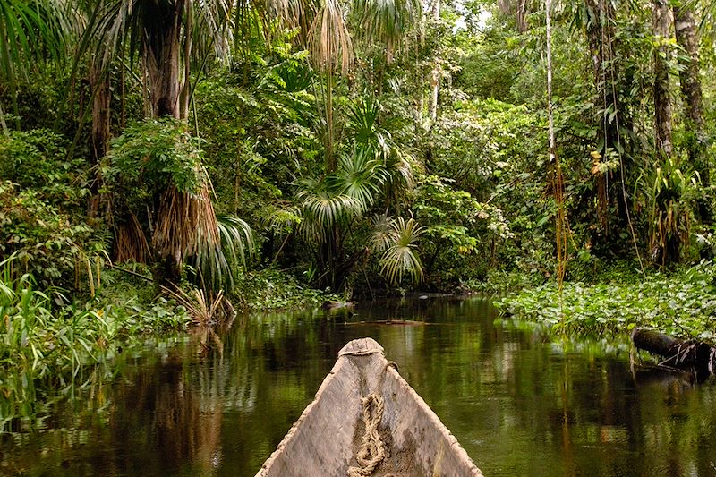Immersion vivifiante et exigeante dans un biotope exceptionnel : la réserve de Yasuní avec l'aventurier Damien Lecouvey