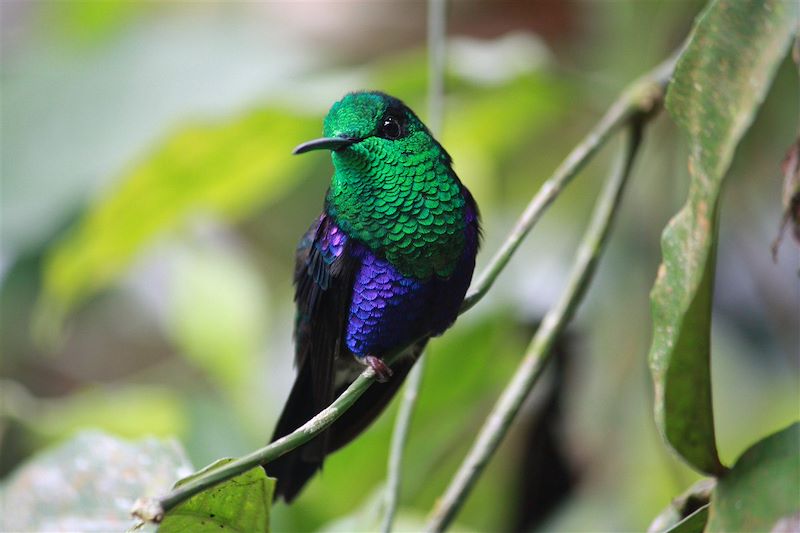 Oiseau d'Equateur