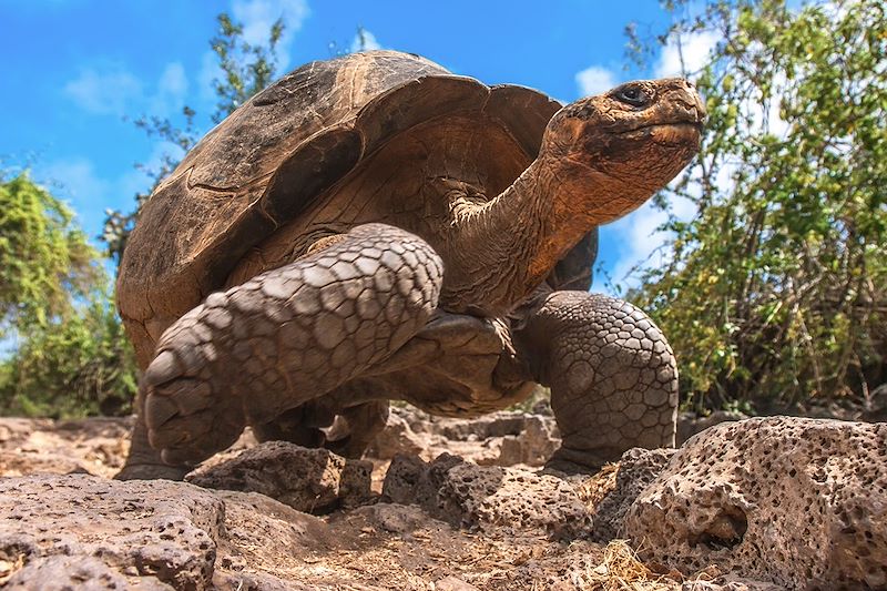 Tortue géante des Galápagos - Île Santa Cruz - Équateur