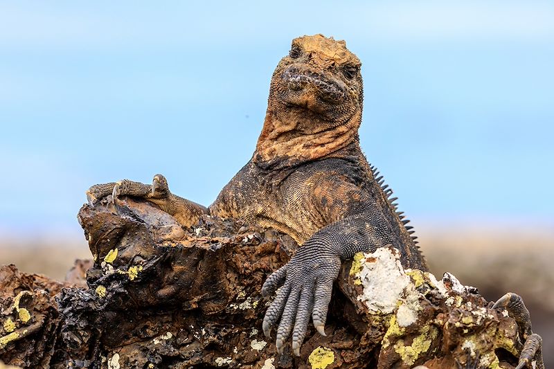 Iguane - Île Isabela - Îles Galápagos - Équateur