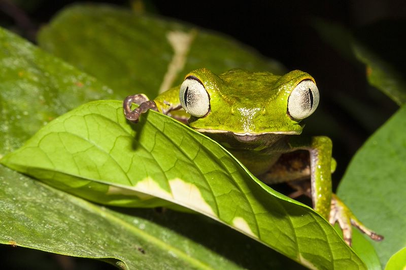 Grenouille dans l'Amazonie - Equateur