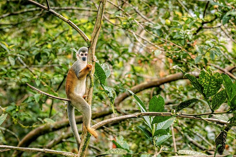 Singe dans l'Amazonie - Equateur