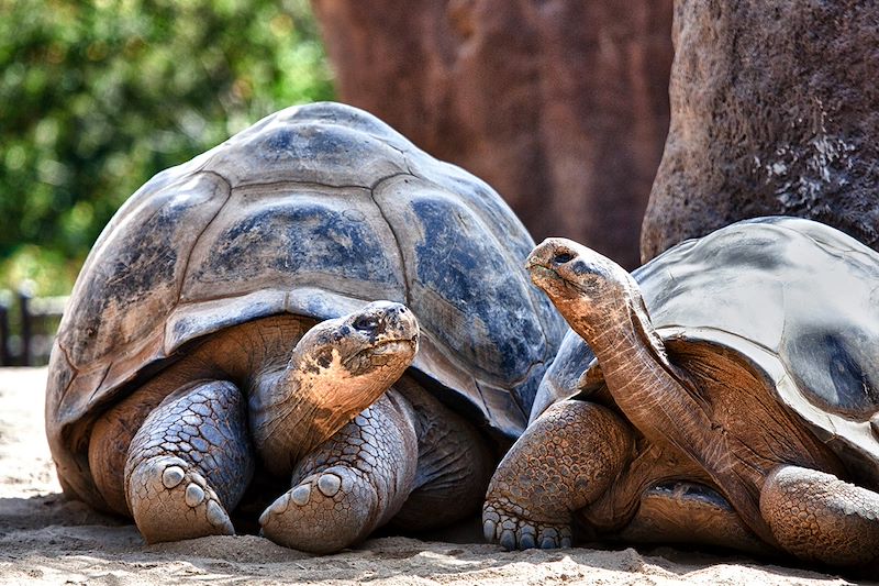 Tortues géantes des Galapagos - Équateur