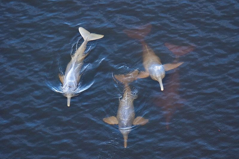Dauphin rose de l'Amazone dans la Réserve de Cuyabeno - Équateur
