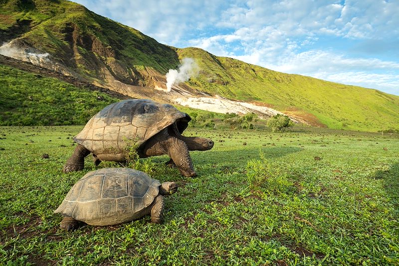 Tortues géantes des Galápagos sur l'île d'Isabela - Îles Galápagos - Équateur