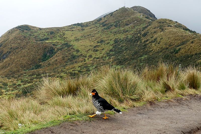 Ascension du volcan Rucu Pichincha - Équateur