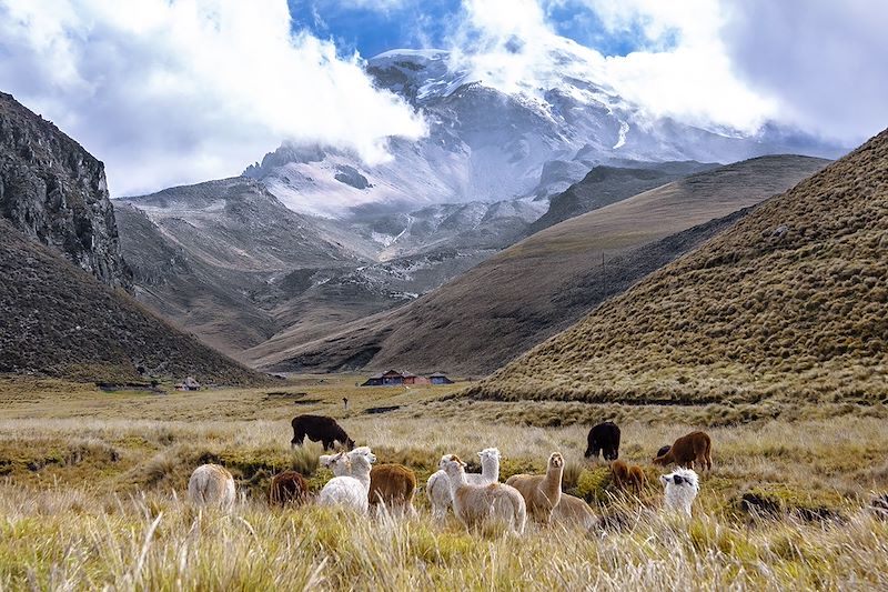 Volcan Chimborazo - Équateur