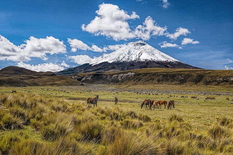 Volcan Cotopaxi - Équateur