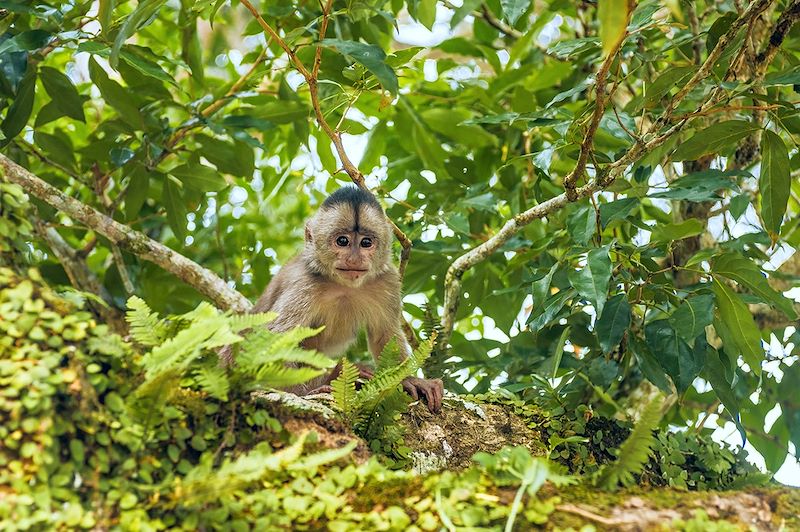 Singe Capucin - Misahualli - Équateur