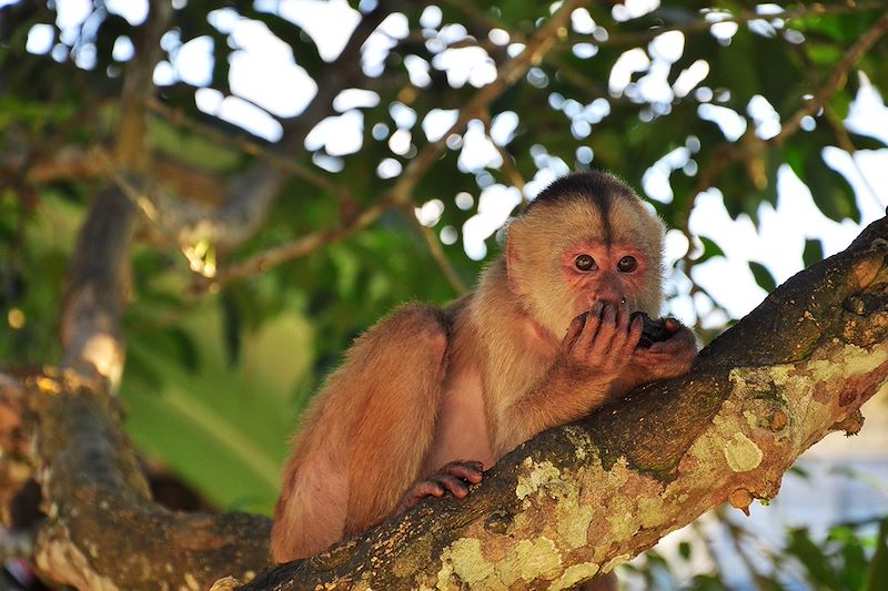 Singe Capucin - Équateur