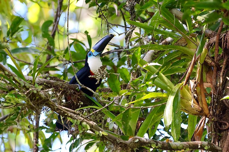 Toucan ariel dans la Réserve de Cuyabeno - Équateur
