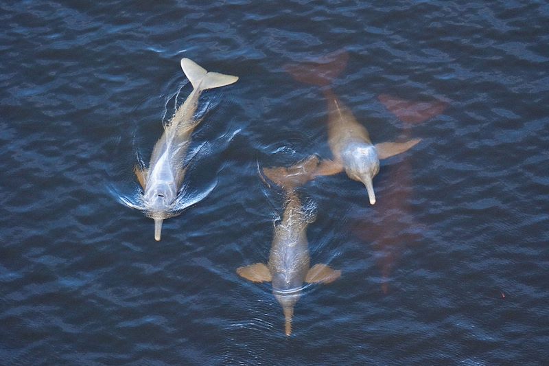 Dauphin rose de l'Amazone dans la Réserve de Cuyabeno - Équateur