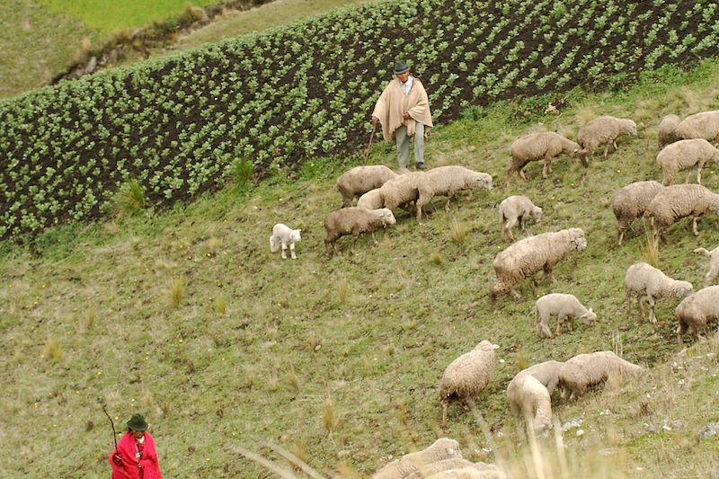 Au pays du lama qui rit